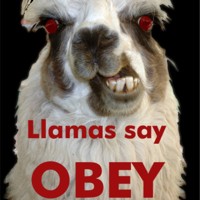 Spanking LLAMAS profile picture