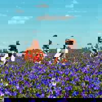 Phoebe & the Bear profile picture